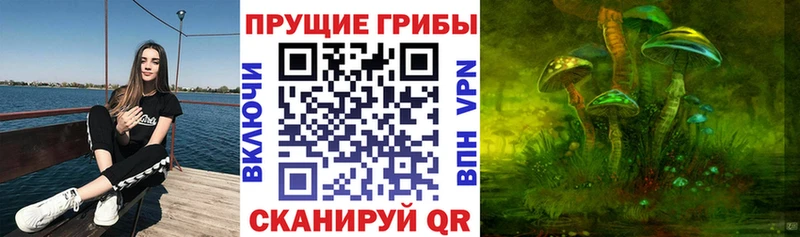 где можно купить наркотик  Каневская  Галлюциногенные грибы Psilocybine cubensis 